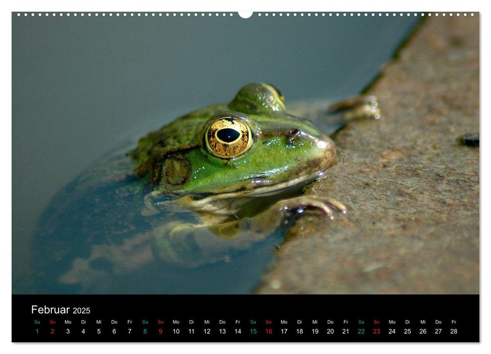 FROSCHBUCH (CALVENDO Wandkalender 2025)