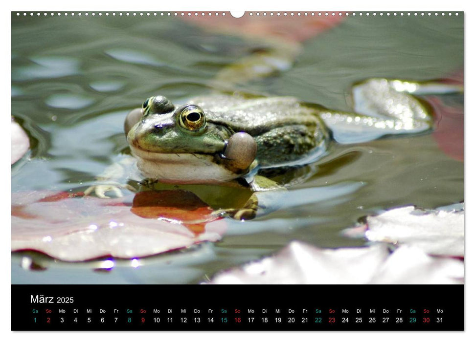 FROSCHBUCH (CALVENDO Wandkalender 2025)