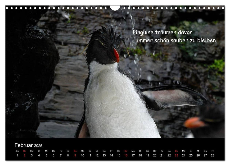 Wovon Pinguine träumen (CALVENDO Wandkalender 2025)