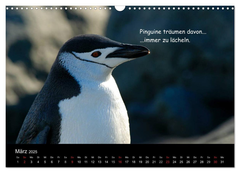 Wovon Pinguine träumen (CALVENDO Wandkalender 2025)