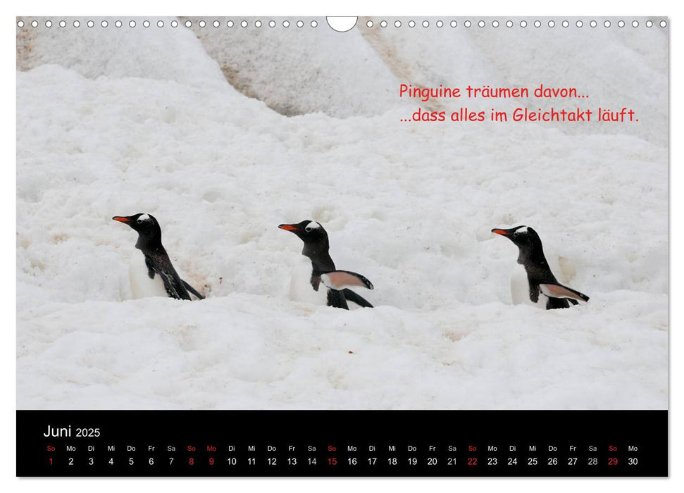 Wovon Pinguine träumen (CALVENDO Wandkalender 2025)