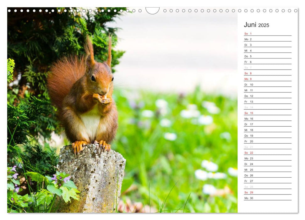 Eichhörnchen (CALVENDO Wandkalender 2025)