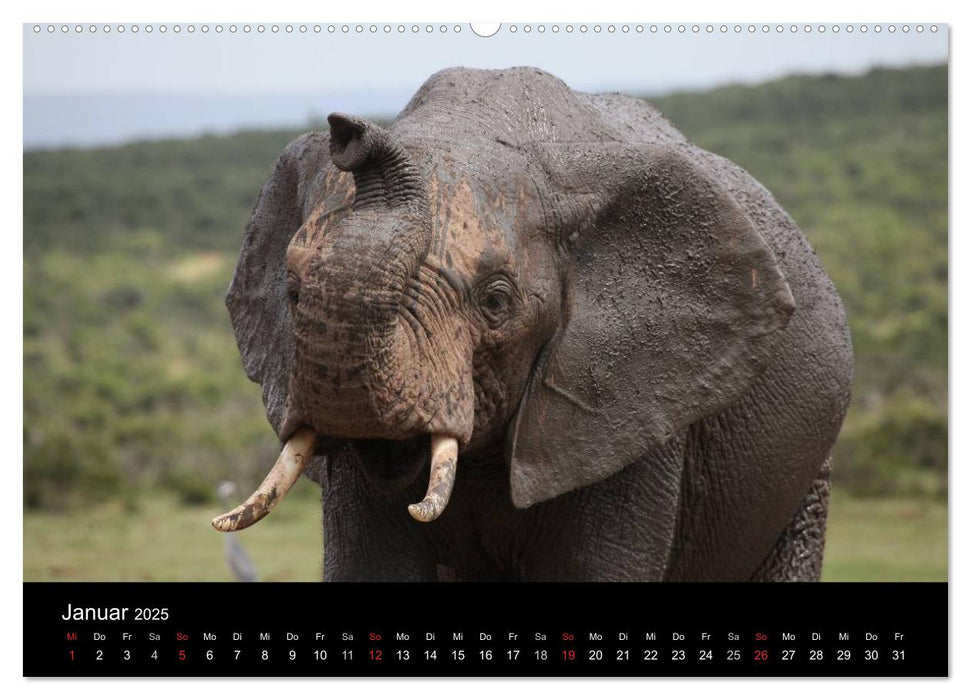 Tiere aus Südafrika (CALVENDO Premium Wandkalender 2025)