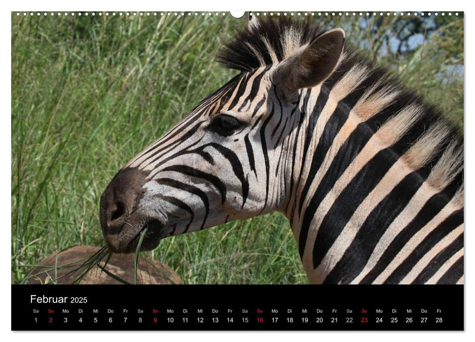 Tiere aus Südafrika (CALVENDO Premium Wandkalender 2025)