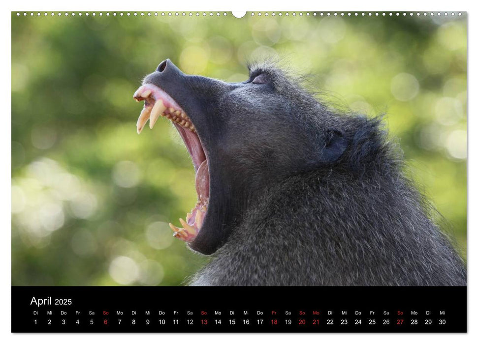 Tiere aus Südafrika (CALVENDO Premium Wandkalender 2025)