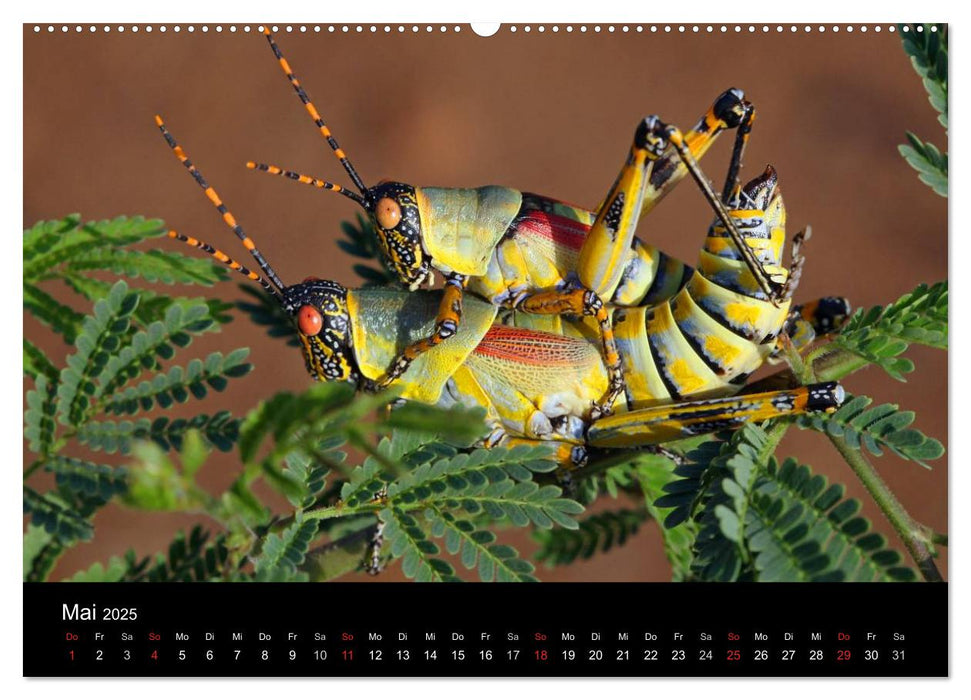 Tiere aus Südafrika (CALVENDO Premium Wandkalender 2025)