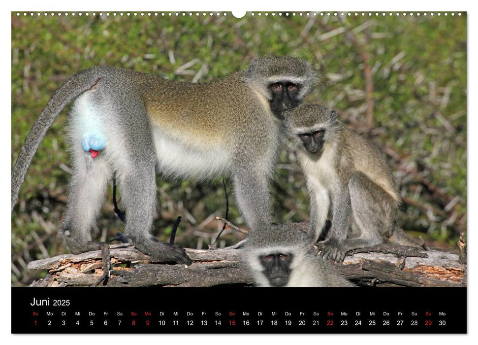 Tiere aus Südafrika (CALVENDO Premium Wandkalender 2025)