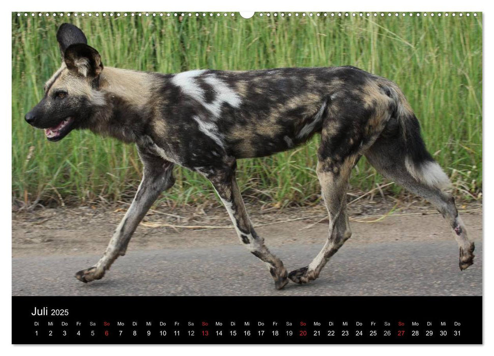 Tiere aus Südafrika (CALVENDO Premium Wandkalender 2025)