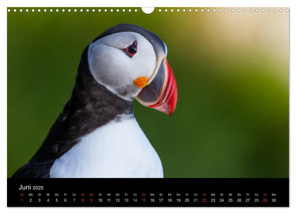 Papageientaucher (CALVENDO Wandkalender 2025)