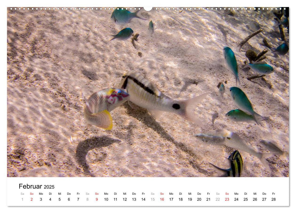 Unterwasserwelt der Malediven III (CALVENDO Wandkalender 2025)