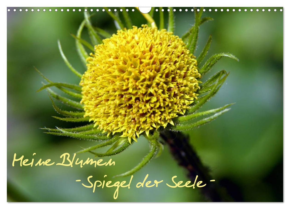 Meine Blumen – Spiegel der Seele (CALVENDO Wandkalender 2025)