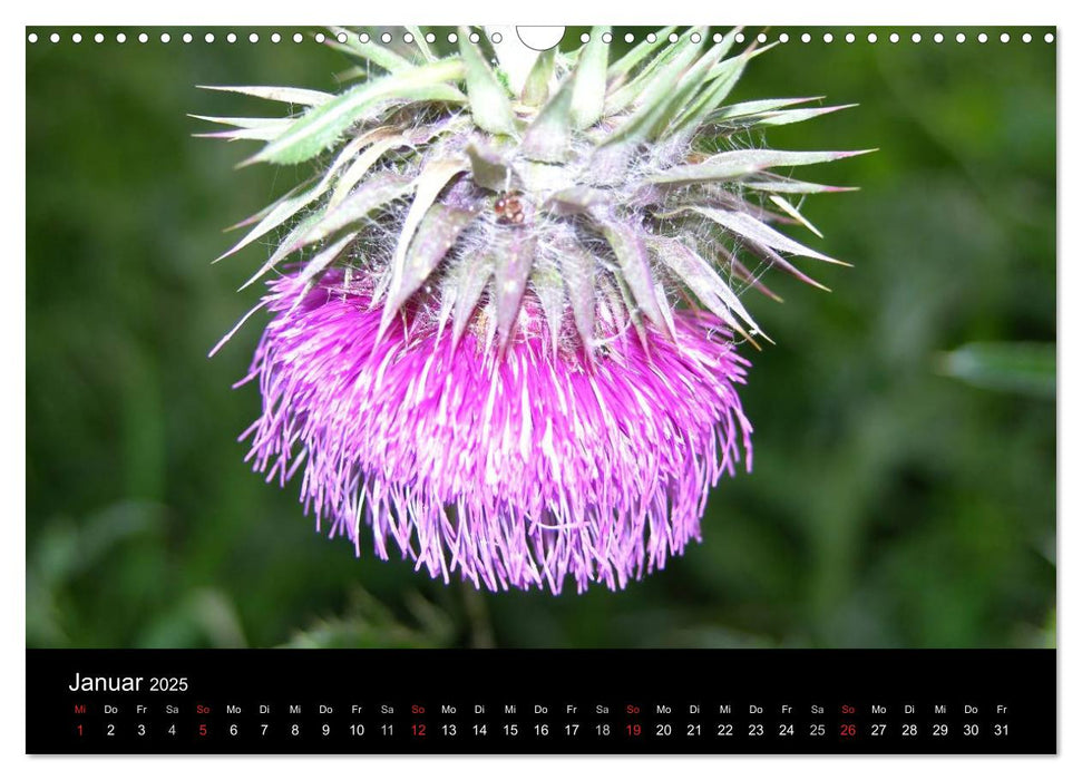 Meine Blumen – Spiegel der Seele (CALVENDO Wandkalender 2025)