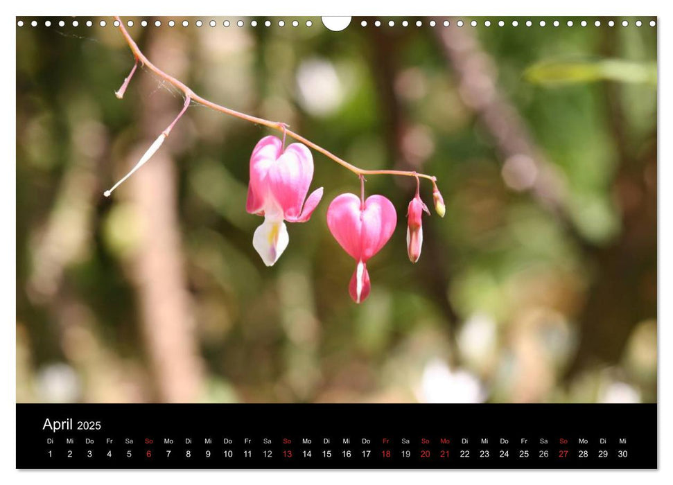 Meine Blumen – Spiegel der Seele (CALVENDO Wandkalender 2025)