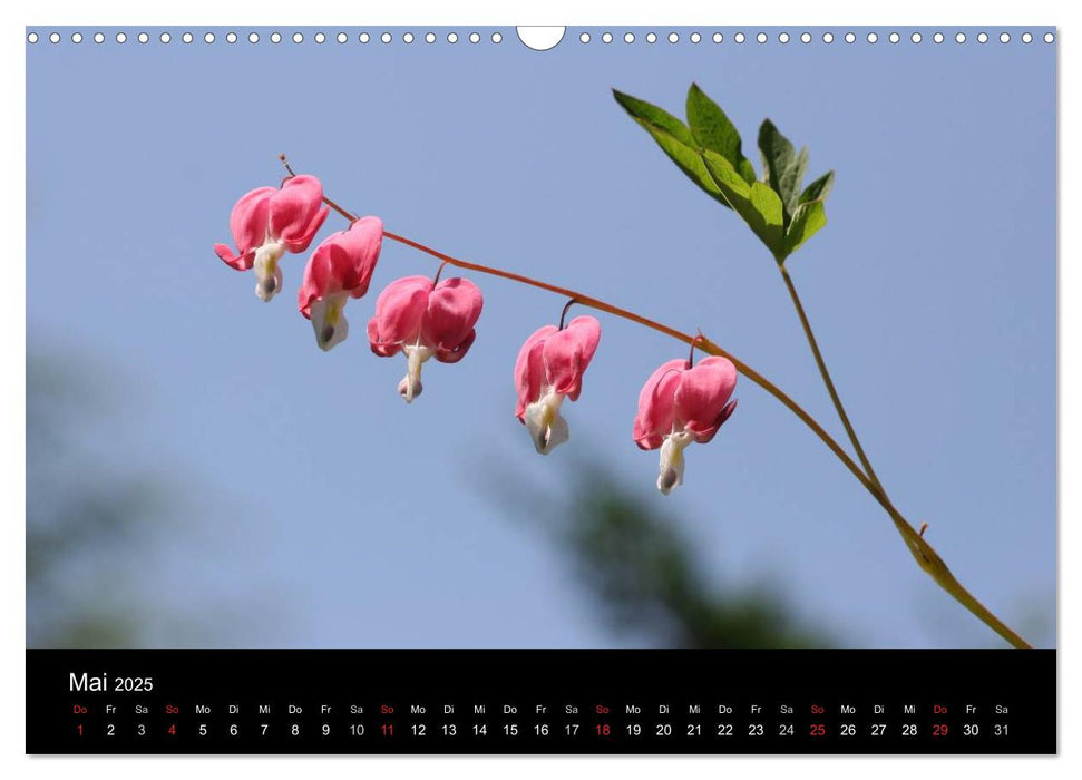 Meine Blumen – Spiegel der Seele (CALVENDO Wandkalender 2025)