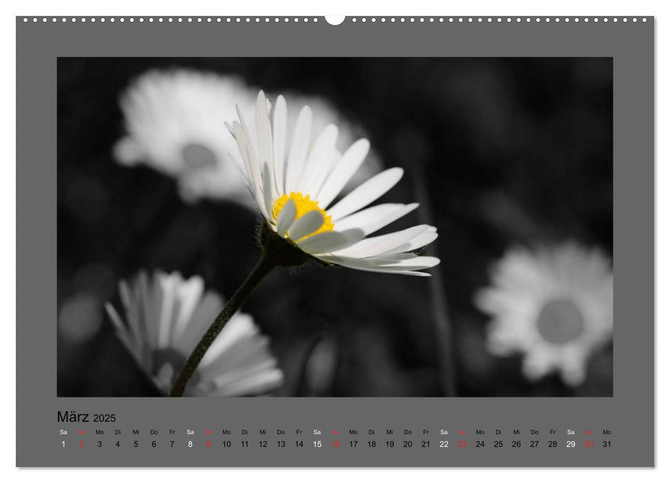 Schwarzweißes Farbenspiel 2025 (CALVENDO Wandkalender 2025)