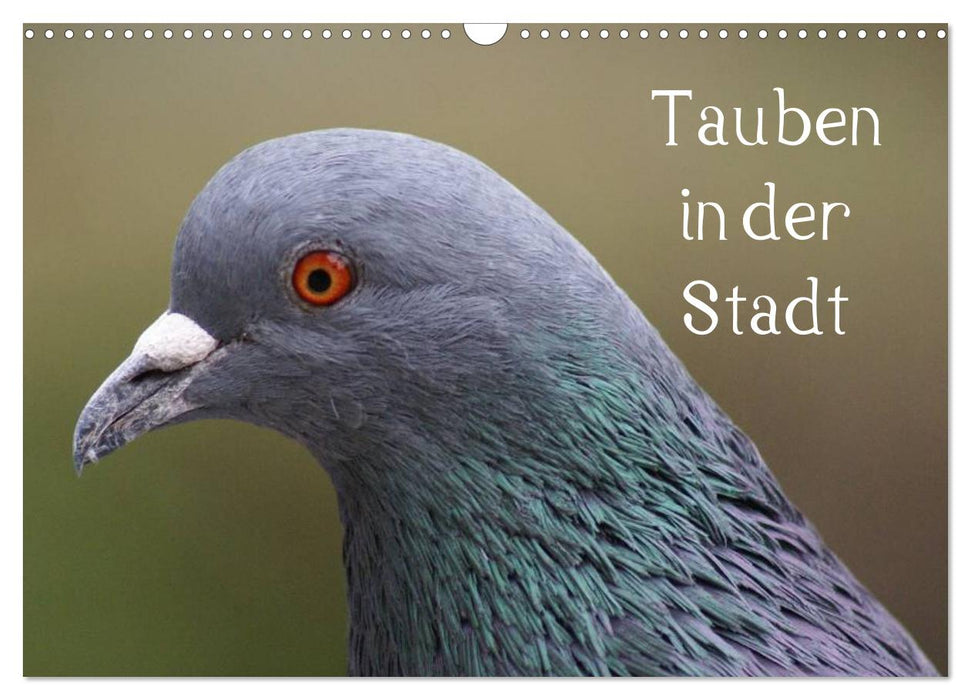 Tauben in der Stadt (CALVENDO Wandkalender 2025)