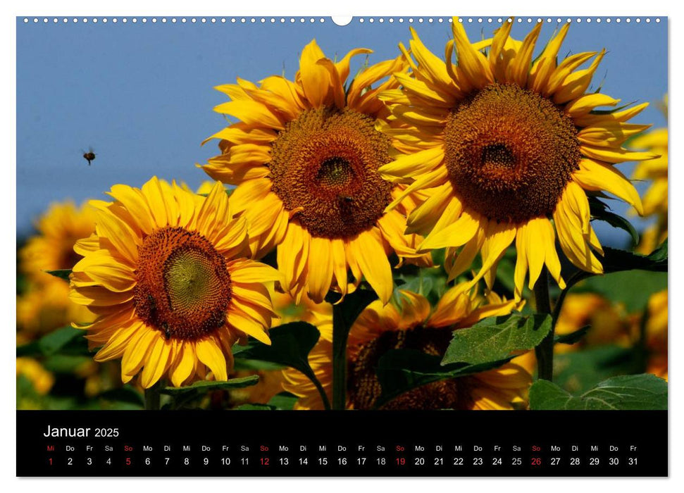 Sonnenblumen (CALVENDO Wandkalender 2025)