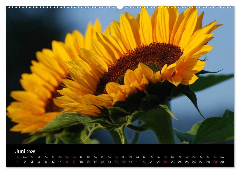 Sonnenblumen (CALVENDO Wandkalender 2025)