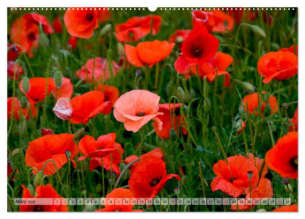 Voll Mohn (CALVENDO Premium Wandkalender 2025)