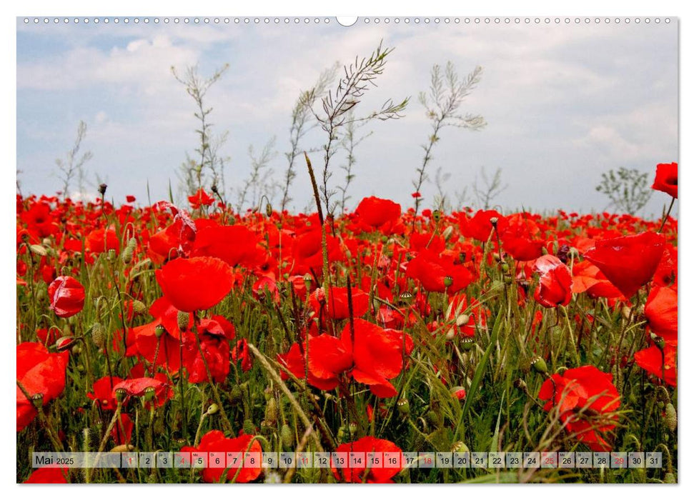 Voll Mohn (CALVENDO Premium Wandkalender 2025)