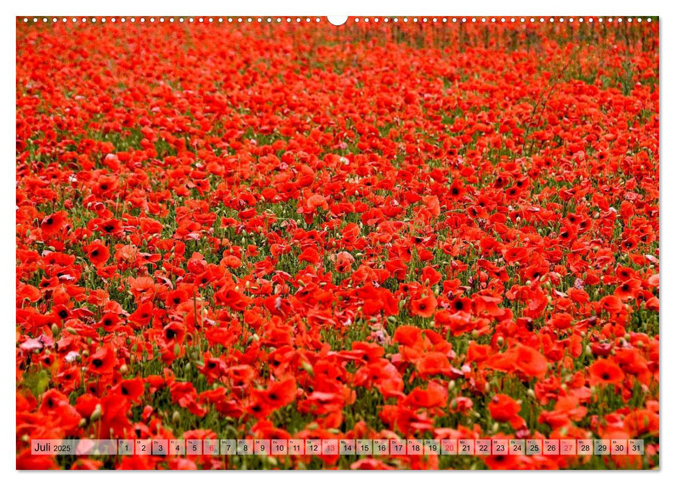 Voll Mohn (CALVENDO Premium Wandkalender 2025)