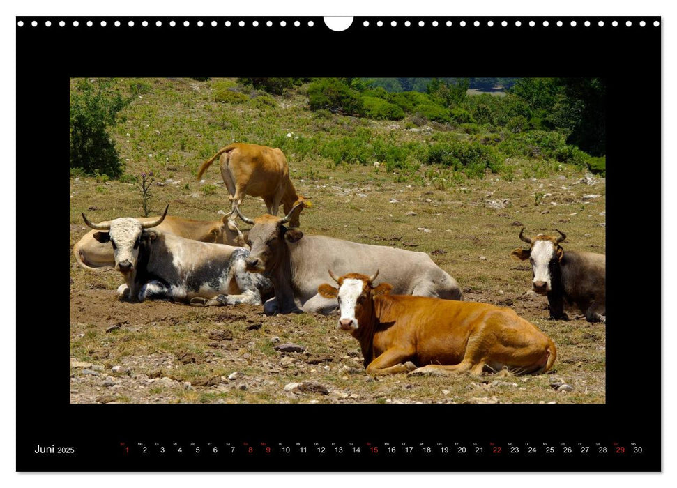 Kalabrien - tief im Süden Italiens (CALVENDO Wandkalender 2025)