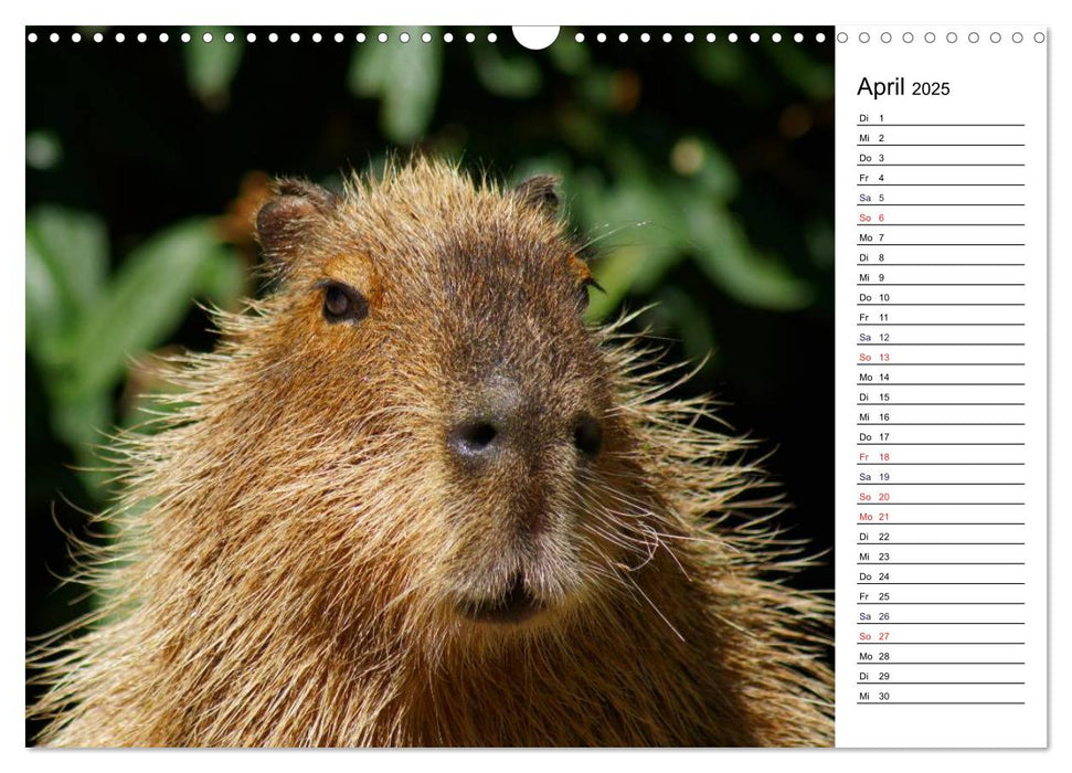 Faszinierende Tierportraits (CALVENDO Wandkalender 2025)