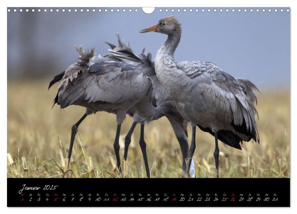 Kraniche - Vögel des Glücks (CALVENDO Wandkalender 2025)