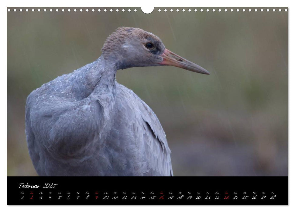 Kraniche - Vögel des Glücks (CALVENDO Wandkalender 2025)