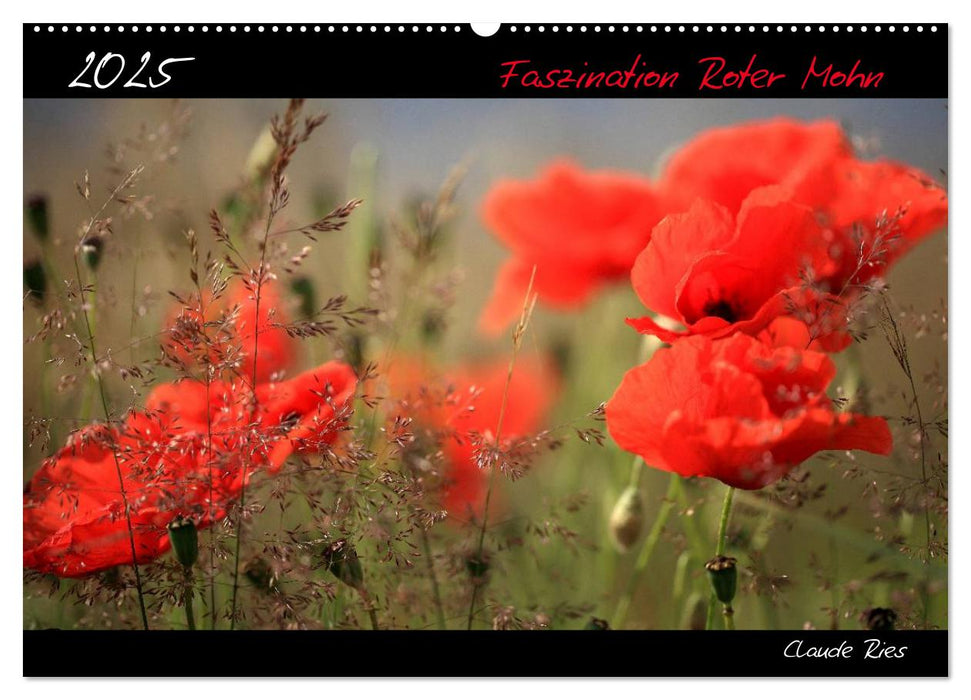 Faszination Roter Mohn (CALVENDO Wandkalender 2025)