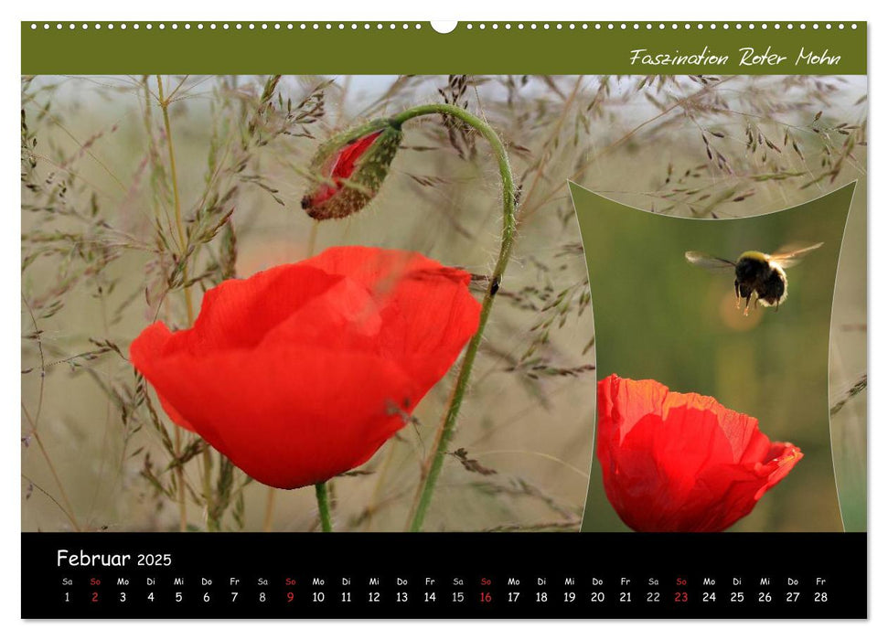 Faszination Roter Mohn (CALVENDO Wandkalender 2025)