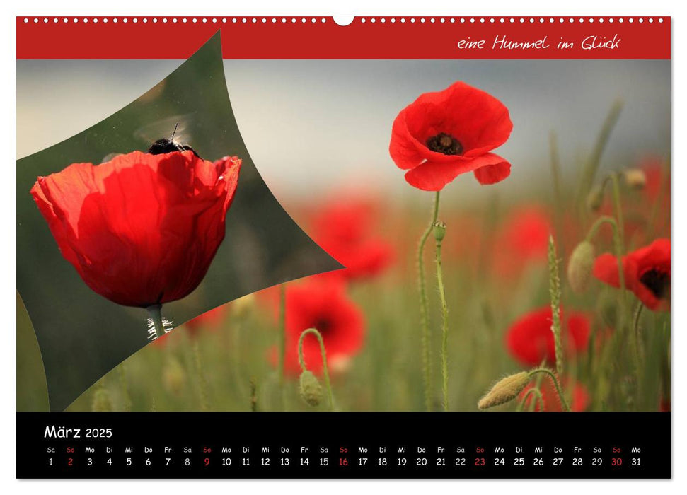 Faszination Roter Mohn (CALVENDO Wandkalender 2025)