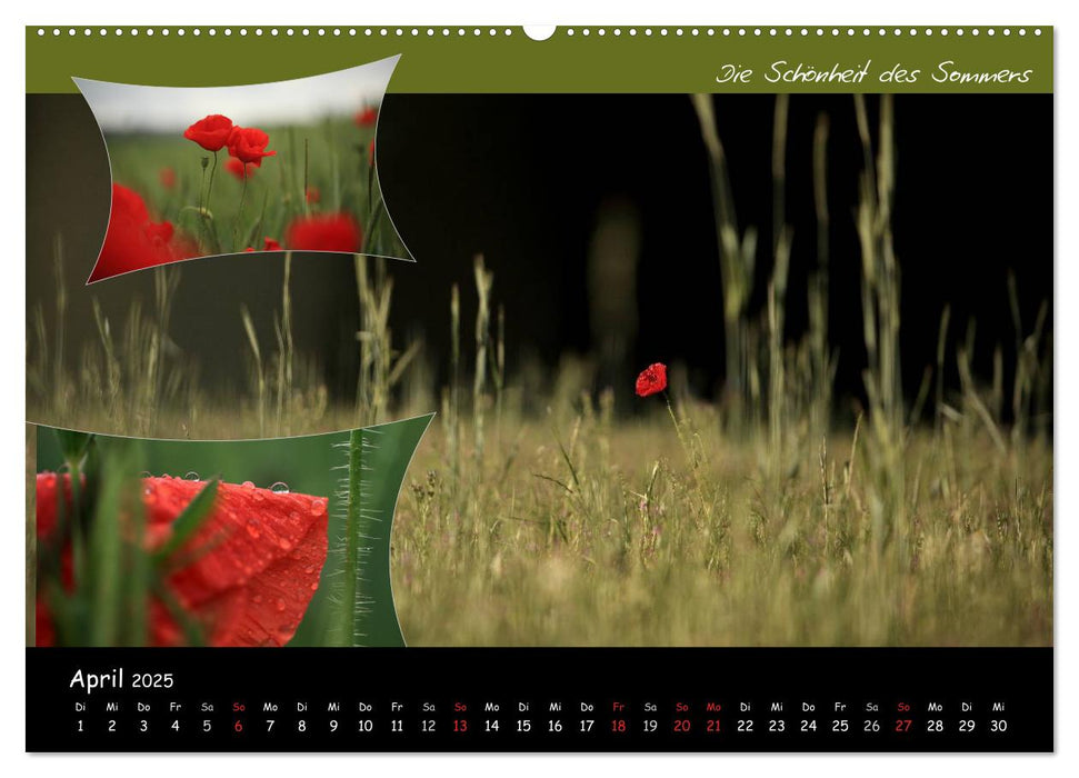 Faszination Roter Mohn (CALVENDO Wandkalender 2025)