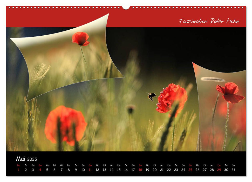 Faszination Roter Mohn (CALVENDO Wandkalender 2025)