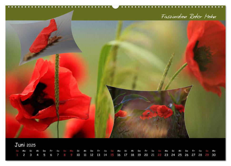 Faszination Roter Mohn (CALVENDO Wandkalender 2025)