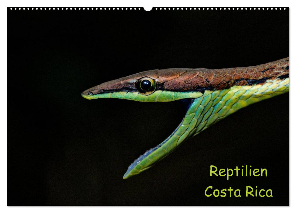 Reptilien Costa Rica (CALVENDO Wandkalender 2025)