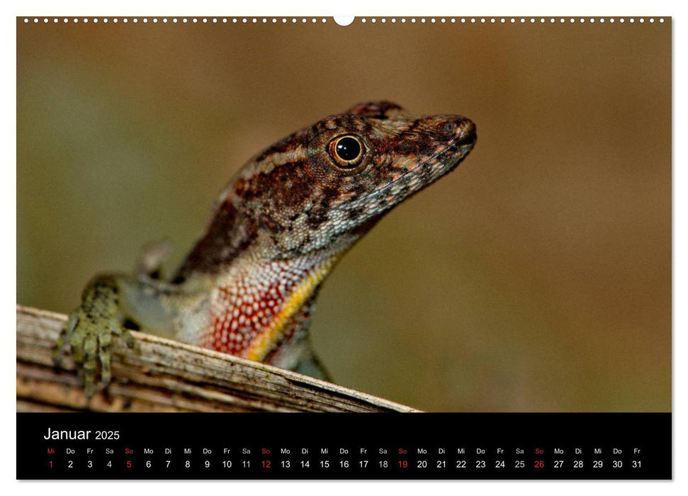 Reptilien Costa Rica (CALVENDO Wandkalender 2025)