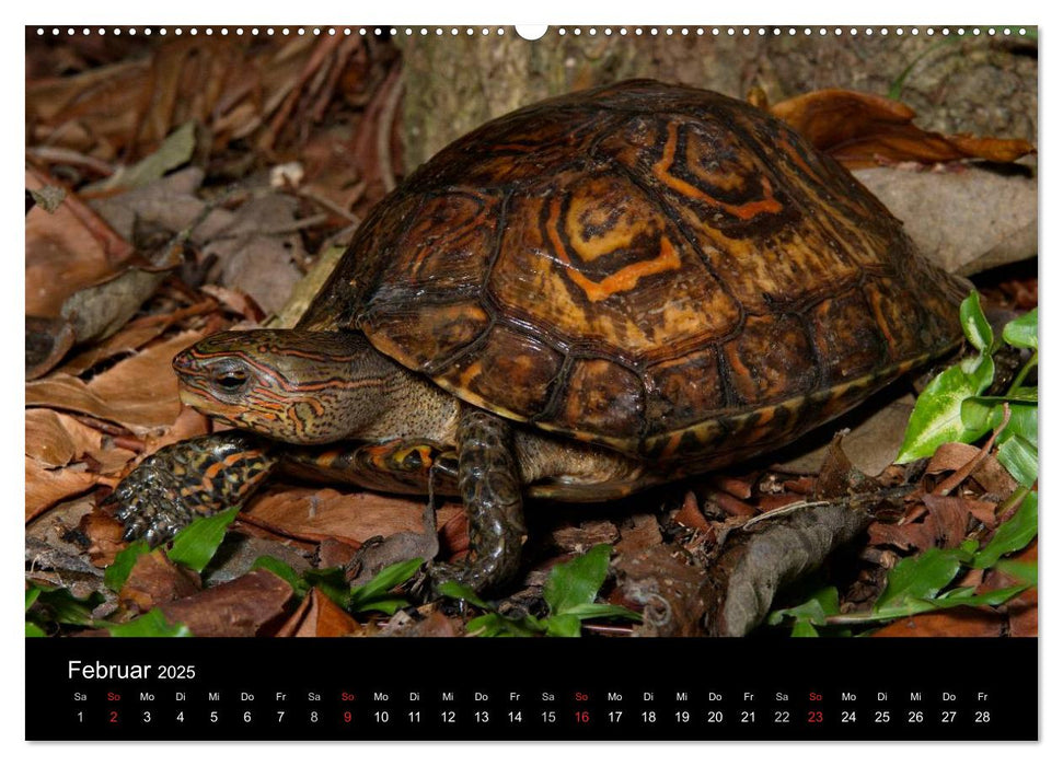 Reptilien Costa Rica (CALVENDO Wandkalender 2025)