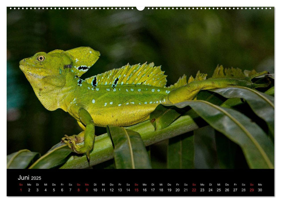 Reptilien Costa Rica (CALVENDO Wandkalender 2025)