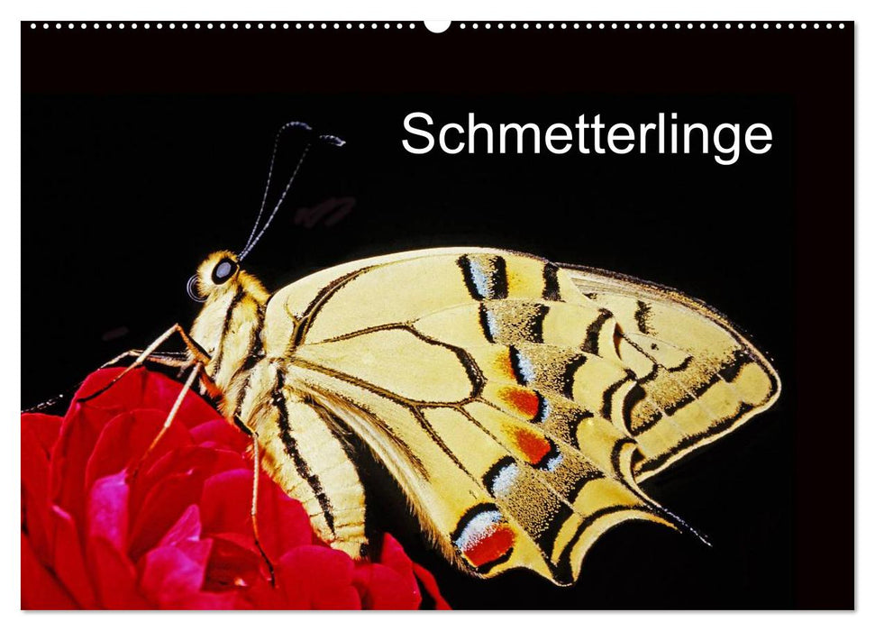 Schmetterlinge (CALVENDO Wandkalender 2025)