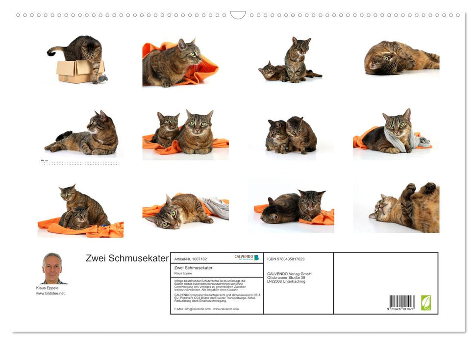 Zwei Schmusekater (CALVENDO Wandkalender 2025)