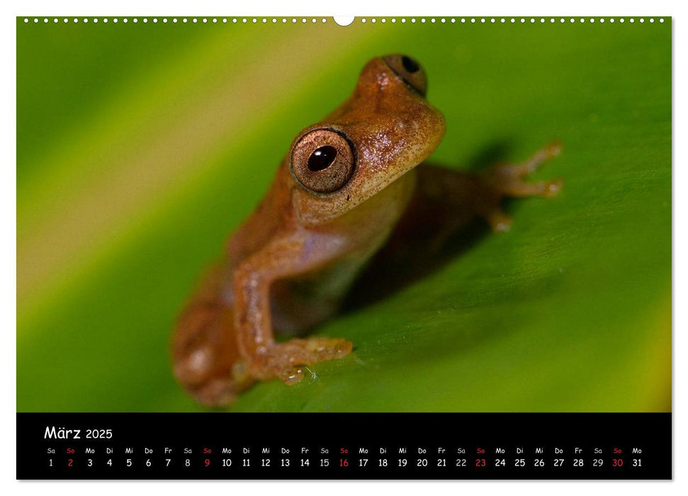 Frösche & Kröten Costa Rica (CALVENDO Premium Wandkalender 2025)