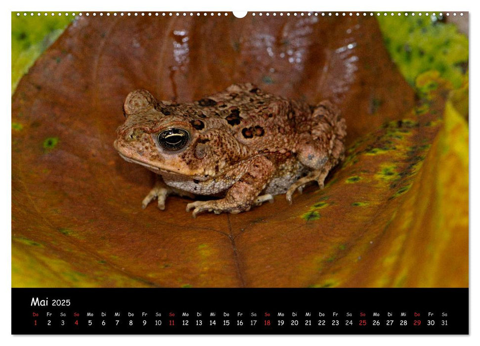 Frösche & Kröten Costa Rica (CALVENDO Premium Wandkalender 2025)