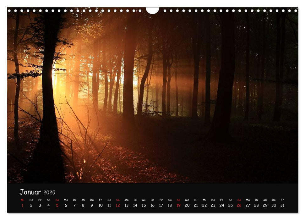 Lichter im Wald (CALVENDO Wandkalender 2025)