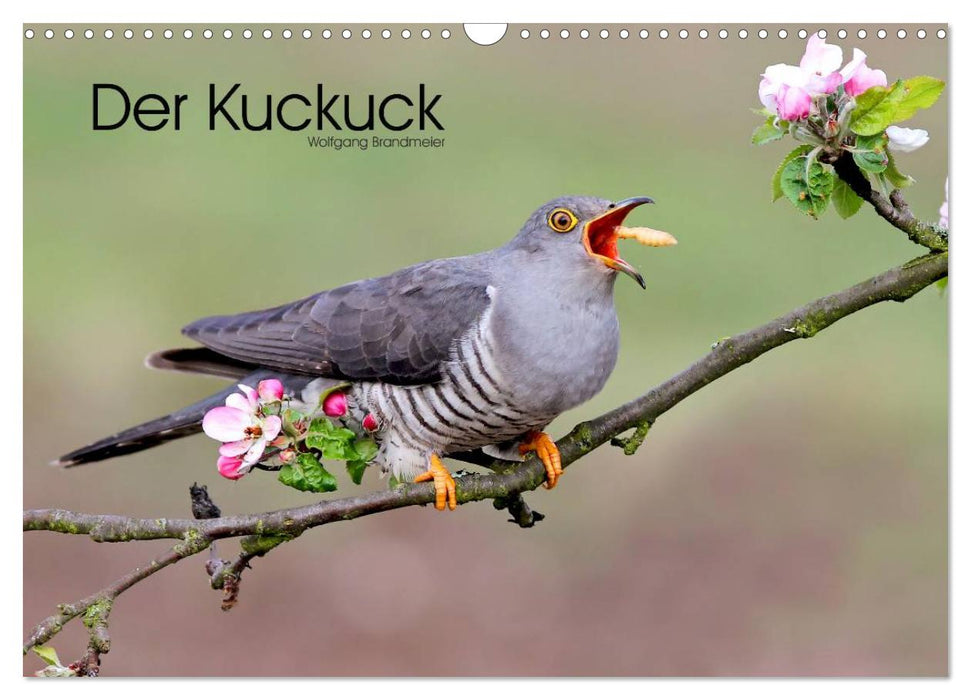 Der Kuckuck (CALVENDO Wandkalender 2025)