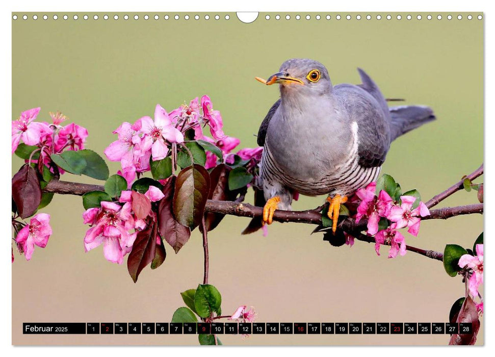 Der Kuckuck (CALVENDO Wandkalender 2025)