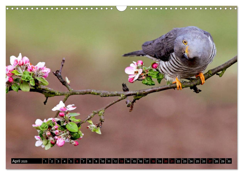 Der Kuckuck (CALVENDO Wandkalender 2025)