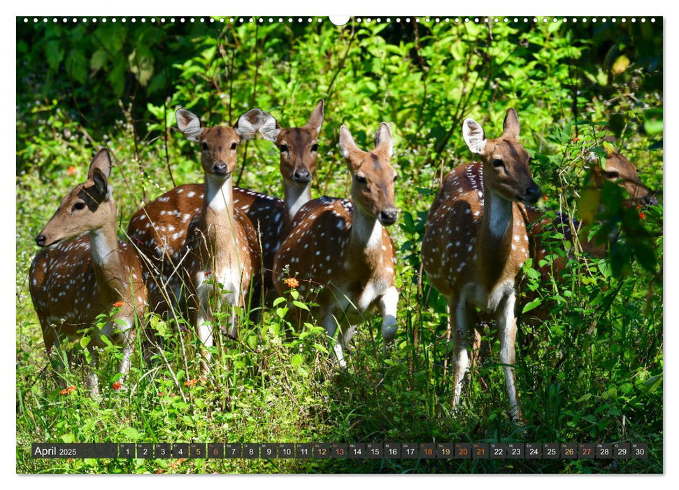 Tiere Indiens close up (CALVENDO Wandkalender 2025)