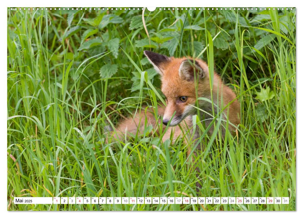 Emotionale Momente: Wilde Tiere in Deutschland (CALVENDO Premium Wandkalender 2025)