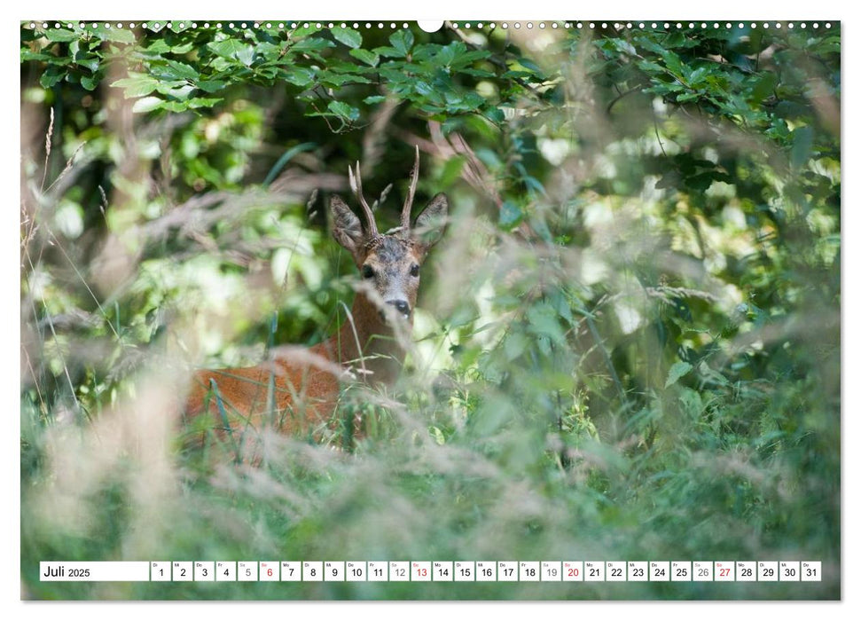 Emotionale Momente: Wilde Tiere in Deutschland (CALVENDO Premium Wandkalender 2025)